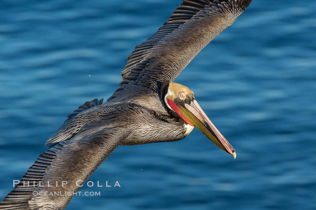 California brown pelican in flight. The wingspan of the brown pelican is over 7 feet wide. The California race of the brown pelican holds endangered species status. In winter months, breeding adults assume a dramatic plumage. La Jolla, USA, Pelecanus occidentalis, Pelecanus occidentalis californicus, natural history stock photograph, photo id 28980