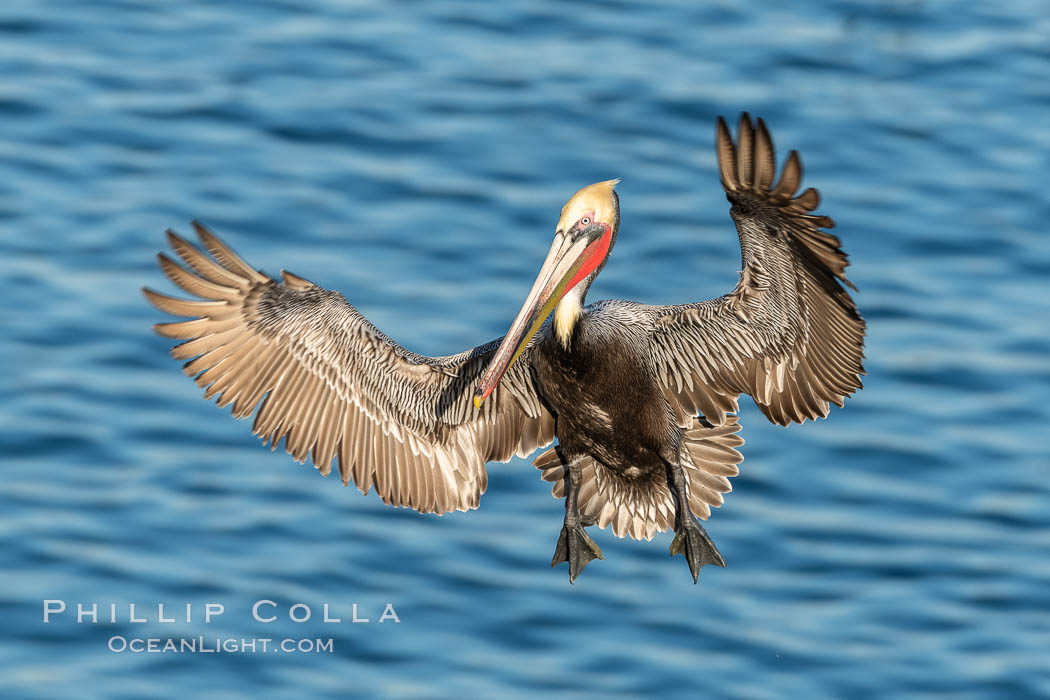 California Brown Pelican In Flight, La Jolla California, Pelecanus occidentalis californicus, Pelecanus occidentalis