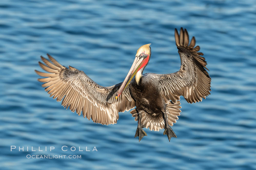 California Brown Pelican In Flight, La Jolla California., Pelecanus occidentalis, Pelecanus occidentalis californicus, natural history stock photograph, photo id 36624