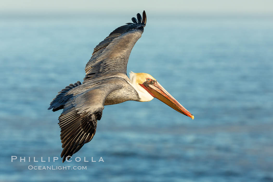 California brown pelican soaring over the ocean, Pelecanus occidentalis californicus, Pelecanus occidentalis, La Jolla