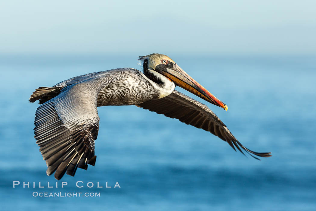 California brown pelican in flight, spreading wings wide to slow in anticipation of landing on seacliffs. La Jolla, USA, Pelecanus occidentalis, Pelecanus occidentalis californicus, natural history stock photograph, photo id 36728