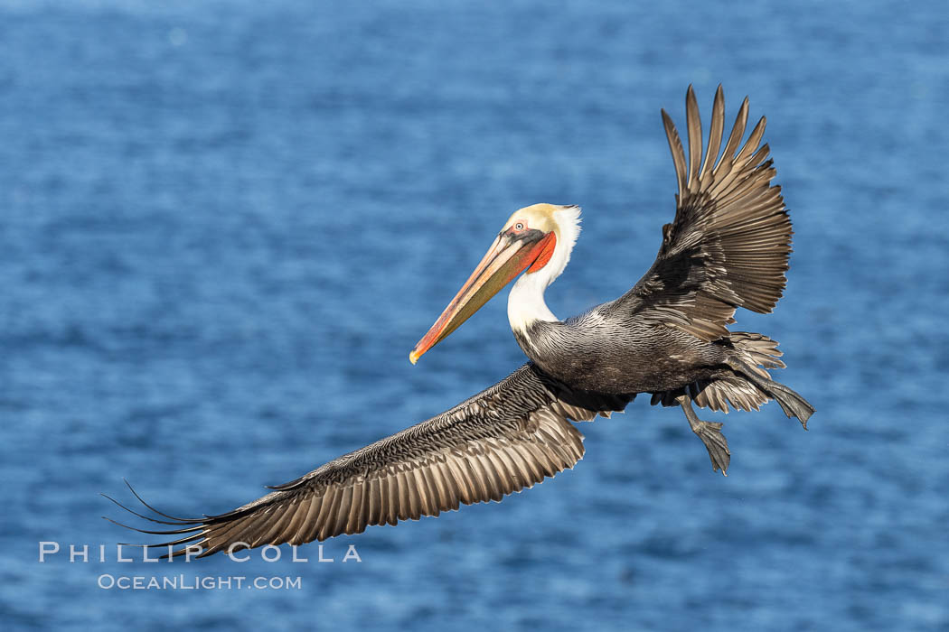 California brown pelican in flight, spreading wings wide to slow in anticipation of landing on seacliffs, Pelecanus occidentalis californicus, Pelecanus occidentalis