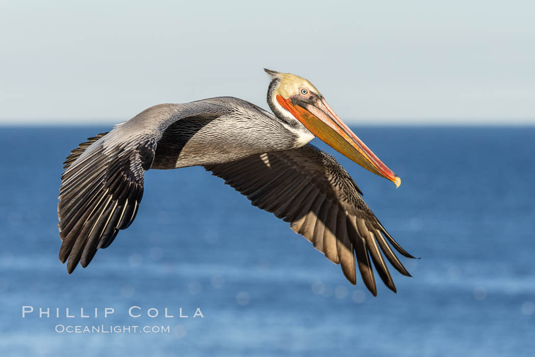 California Brown pelican in flight, soaring along sea cliffs above the ocean in La Jolla, California. The wingspan of the brown pelican is over 7 feet wide. The California race of the brown pelican holds endangered species status, Pelecanus occidentalis californicus, Pelecanus occidentalis