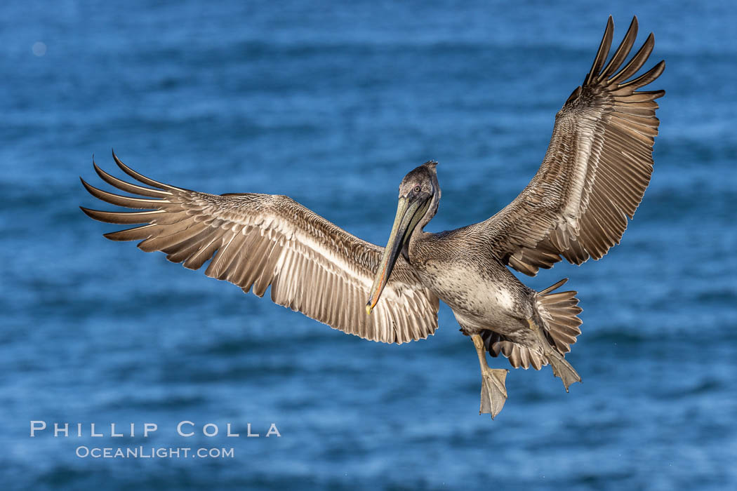 California brown pelican in flight, spreading wings wide to slow in anticipation of landing on seacliffs, Pelecanus occidentalis, Pelecanus occidentalis californicus
