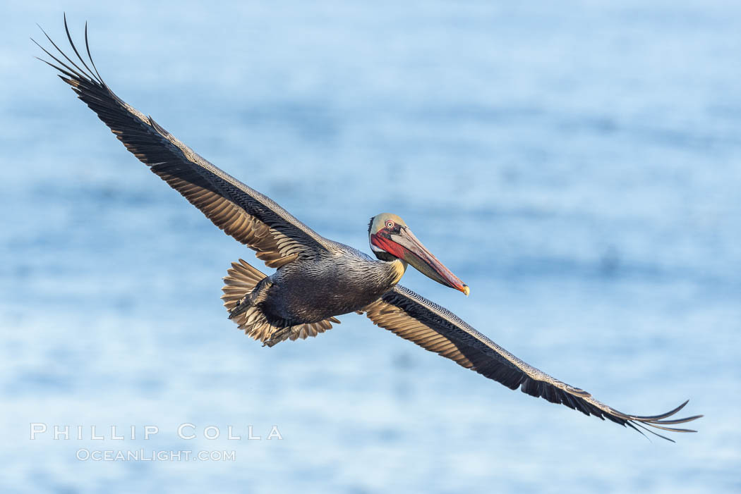 California Brown pelican in flight, wings spread as it soars over cliffs and the ocean in La Jolla, California
