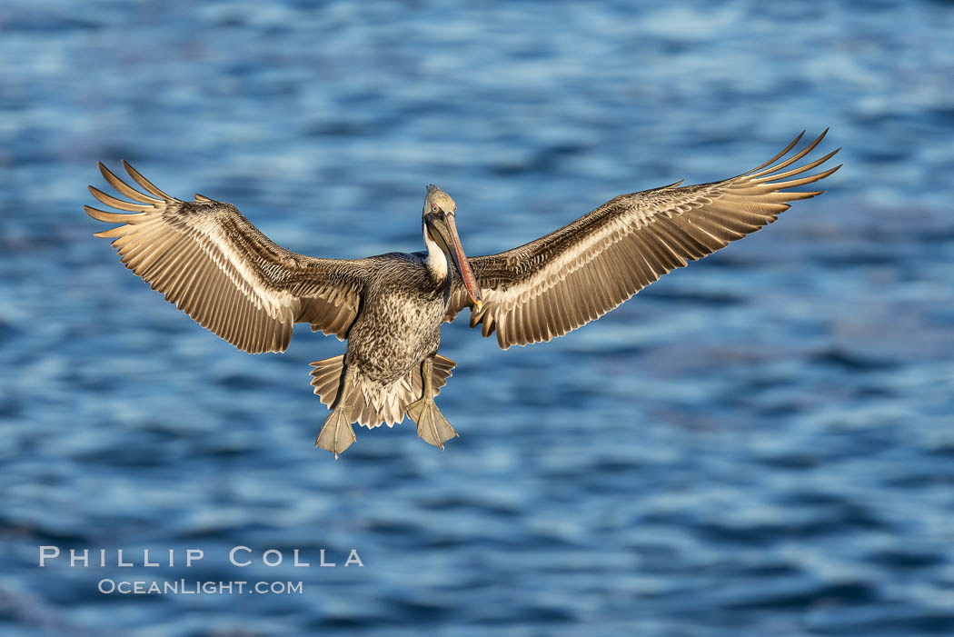 California brown pelican in flight, spreading wings wide to slow in anticipation of landing on seacliffs, La Jolla