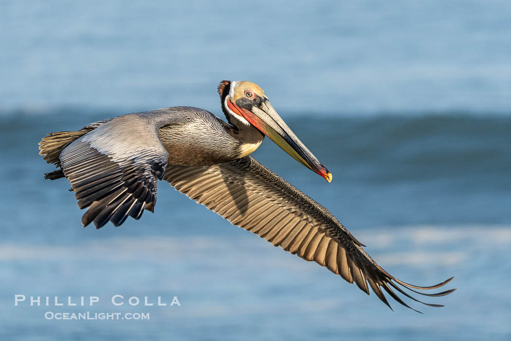 California brown pelican in flight, spreading wings wide to slow in anticipation of landing on seacliffs. Adult winter breeding plumage., Pelecanus occidentalis, Pelecanus occidentalis californicus, natural history stock photograph, photo id 41552
