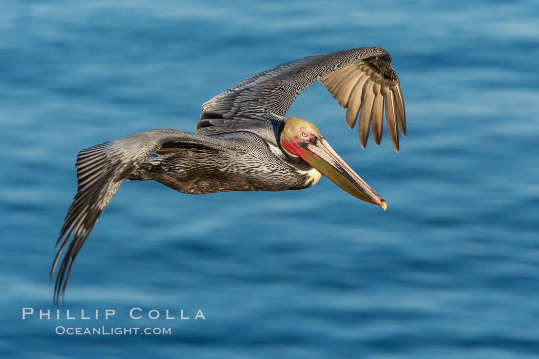 California brown pelican in flight. The wingspan of the brown pelican is over 7 feet wide. The California race of the brown pelican holds endangered species status. In winter months, breeding adults assume a dramatic plumage. La Jolla, USA, Pelecanus occidentalis, Pelecanus occidentalis californicus, natural history stock photograph, photo id 28975