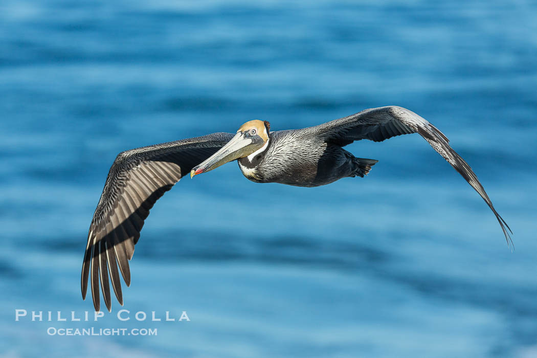 Brown pelican in flight. The wingspan of the brown pelican is over 7 feet wide. The California race of the brown pelican holds endangered species status. In winter months, breeding adults assume a dramatic plumage., Pelecanus occidentalis, Pelecanus occidentalis californicus, natural history stock photograph, photo id 30379