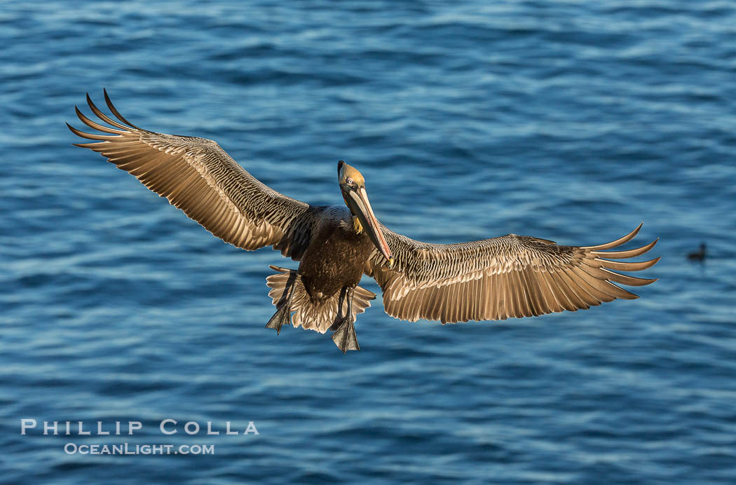 California brown pelican in flight. The wingspan of the brown pelican is over 7 feet wide. The California race of the brown pelican holds endangered species status. In winter months, breeding adults assume a dramatic plumage., Pelecanus occidentalis, Pelecanus occidentalis californicus, natural history stock photograph, photo id 30451