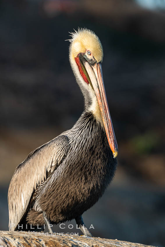 California Brown Pelican Portrait, La Jolla California., Pelecanus occidentalis, Pelecanus occidentalis californicus, natural history stock photograph, photo id 36623