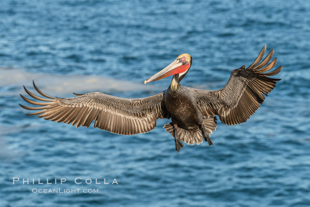 California brown pelican in flight, wings spread wide as it approaches its landing area on cliffs over the sea, Pelecanus occidentalis californicus, Pelecanus occidentalis, La Jolla