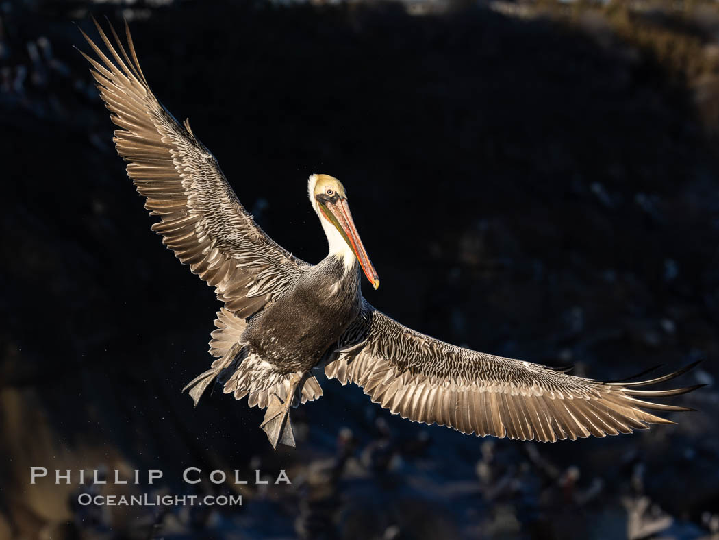 California brown pelican in flight, spreading wings wide to slow in anticipation of landing on seacliffs, Pelecanus occidentalis, Pelecanus occidentalis californicus