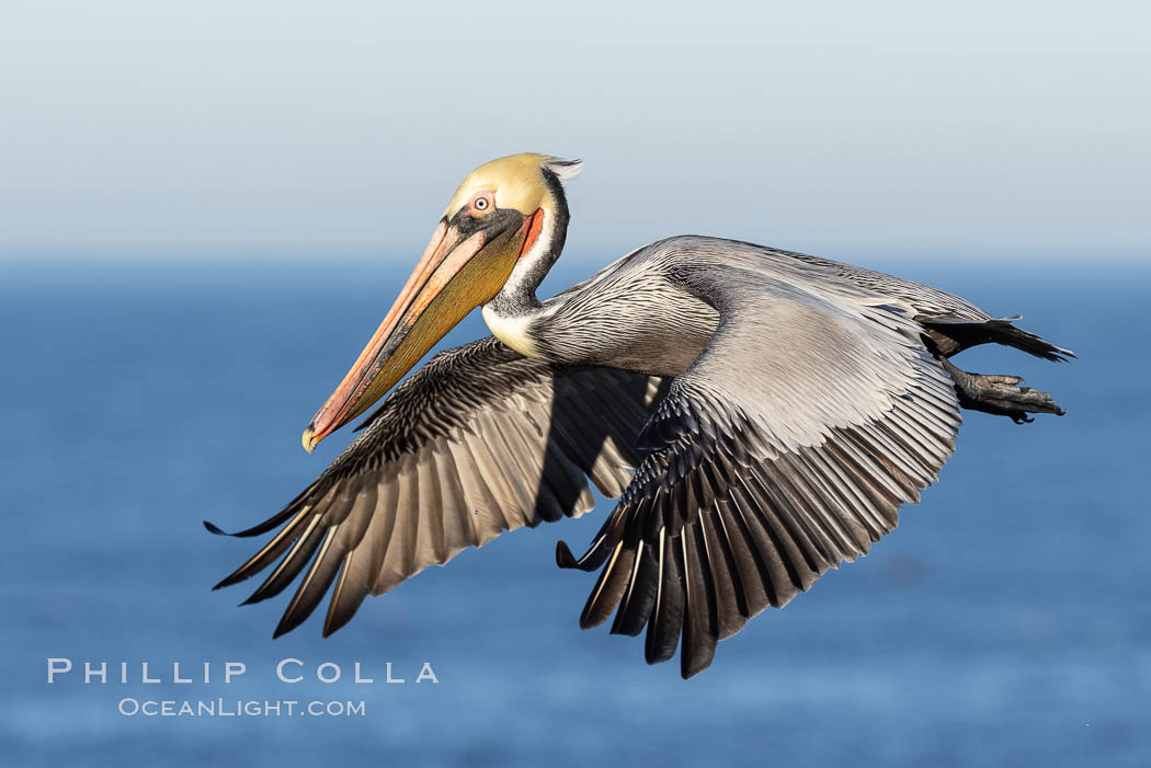 California Brown pelican in flight, soaring along sea cliffs above the ocean in La Jolla, California. The wingspan of the brown pelican is over 7 feet wide. The California race of the brown pelican holds endangered species status., Pelecanus occidentalis, Pelecanus occidentalis californicus, natural history stock photograph, photo id 37415