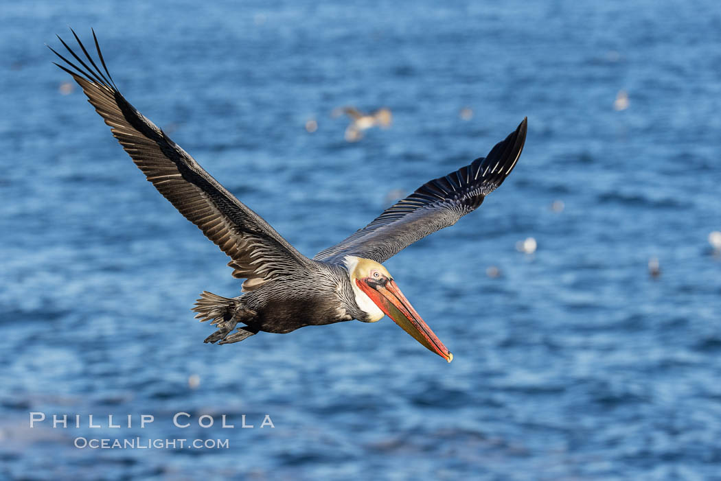 California Brown pelican in flight, soaring along sea cliffs above the ocean in La Jolla, California. The wingspan of the brown pelican is over 7 feet wide. The California race of the brown pelican holds endangered species status., Pelecanus occidentalis, Pelecanus occidentalis californicus, natural history stock photograph, photo id 37419