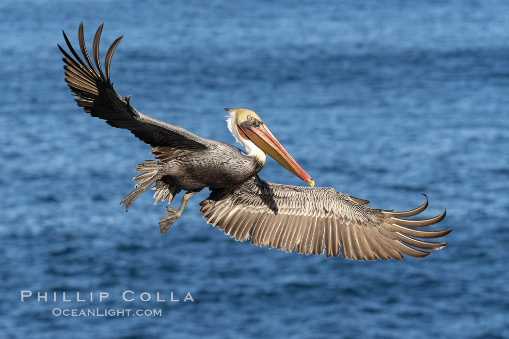 California brown pelican in flight, spreading wings wide to slow in anticipation of landing on seacliffs, Pelecanus occidentalis californicus, Pelecanus occidentalis