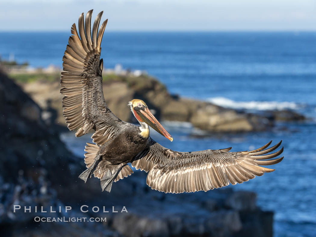 California brown pelican in flight, spreading wings wide to slow in anticipation of landing on seacliffs, Pelecanus occidentalis, Pelecanus occidentalis californicus