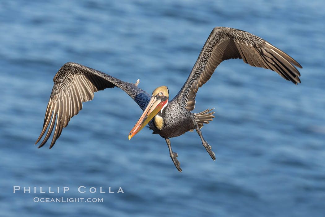 California Brown pelican in flight, wings spread as it soars over cliffs and the ocean in La Jolla, California. USA, Pelecanus occidentalis, Pelecanus occidentalis californicus, natural history stock photograph, photo id 37623