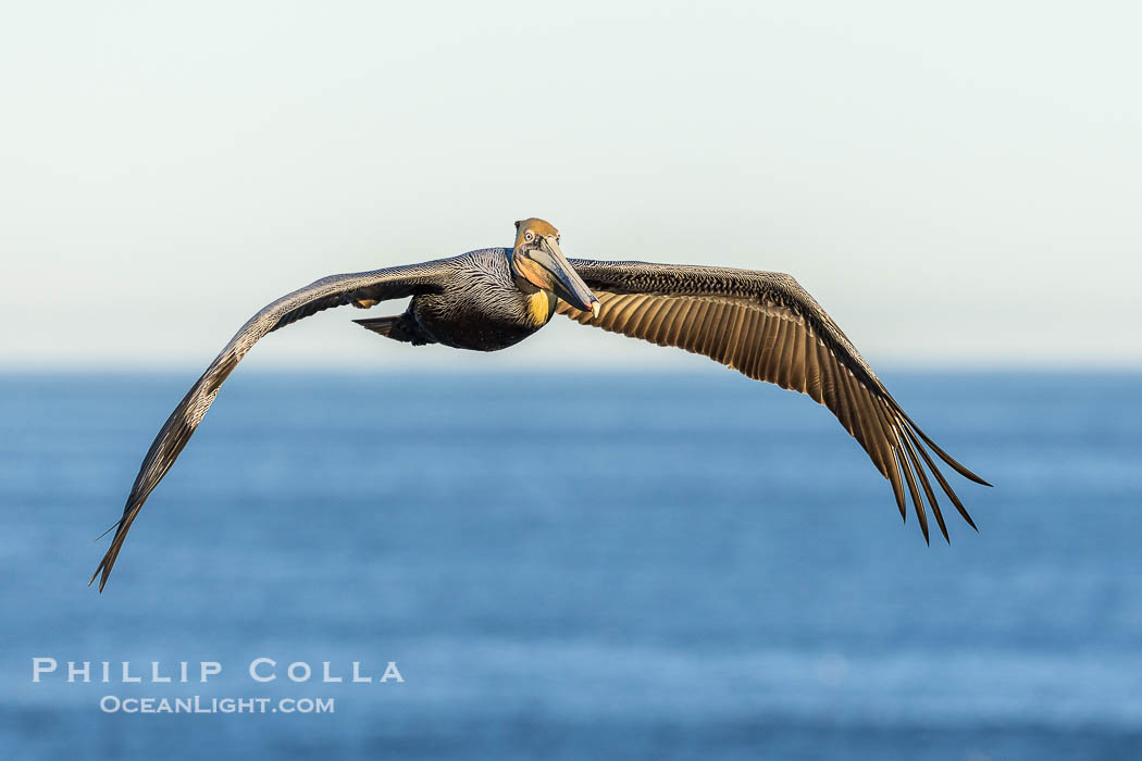 California Brown pelican in flight, soaring along sea cliffs above the ocean in La Jolla, California. The wingspan of the brown pelican is over 7 feet wide. The California race of the brown pelican holds endangered species status., Pelecanus occidentalis, Pelecanus occidentalis californicus, natural history stock photograph, photo id 37699
