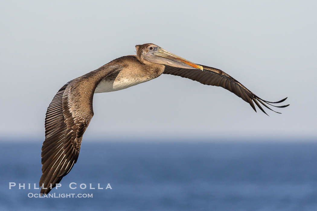 California Brown pelican in flight, soaring along sea cliffs above the ocean in La Jolla, California. The wingspan of the brown pelican is over 7 feet wide. The California race of the brown pelican holds endangered species status., Pelecanus occidentalis, Pelecanus occidentalis californicus, natural history stock photograph, photo id 37715
