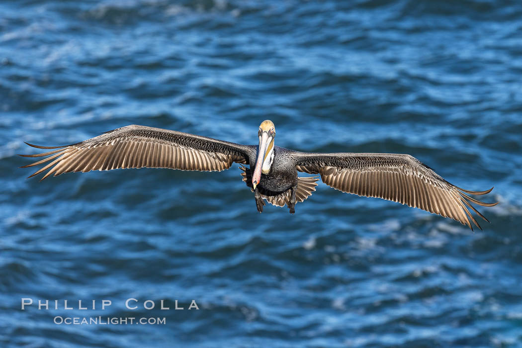 California brown pelican in flight, spreading wings wide to slow in anticipation of landing on seacliffs. La Jolla, USA, natural history stock photograph, photo id 37843