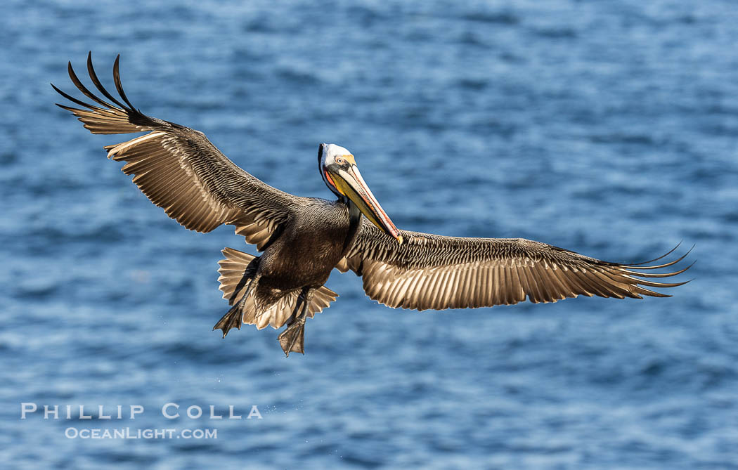 California brown pelican in flight, spreading wings wide to slow in anticipation of landing on seacliffs. Note the classic winter breeding plumage, with bright red throat, yellow and white head and neck, and brown hind neck. La Jolla, USA, Pelecanus occidentalis, Pelecanus occidentalis californicus, natural history stock photograph, photo id 38963