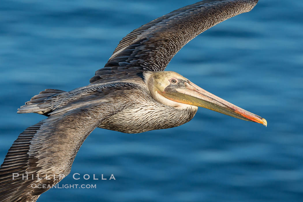 Juvenile California brown pelican in flight. The wingspan of the brown pelican is over 7 feet wide. The California race of the brown pelican holds endangered species status. In winter months, breeding adults assume a dramatic plumage, Pelecanus occidentalis, Pelecanus occidentalis californicus, La Jolla