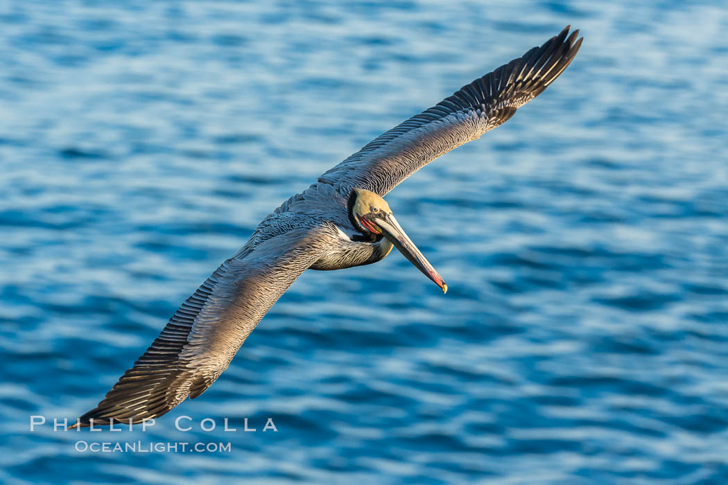 California brown pelican in flight. The wingspan of the brown pelican is over 7 feet wide. The California race of the brown pelican holds endangered species status. In winter months, breeding adults assume a dramatic plumage. La Jolla, USA, Pelecanus occidentalis, Pelecanus occidentalis californicus, natural history stock photograph, photo id 30325