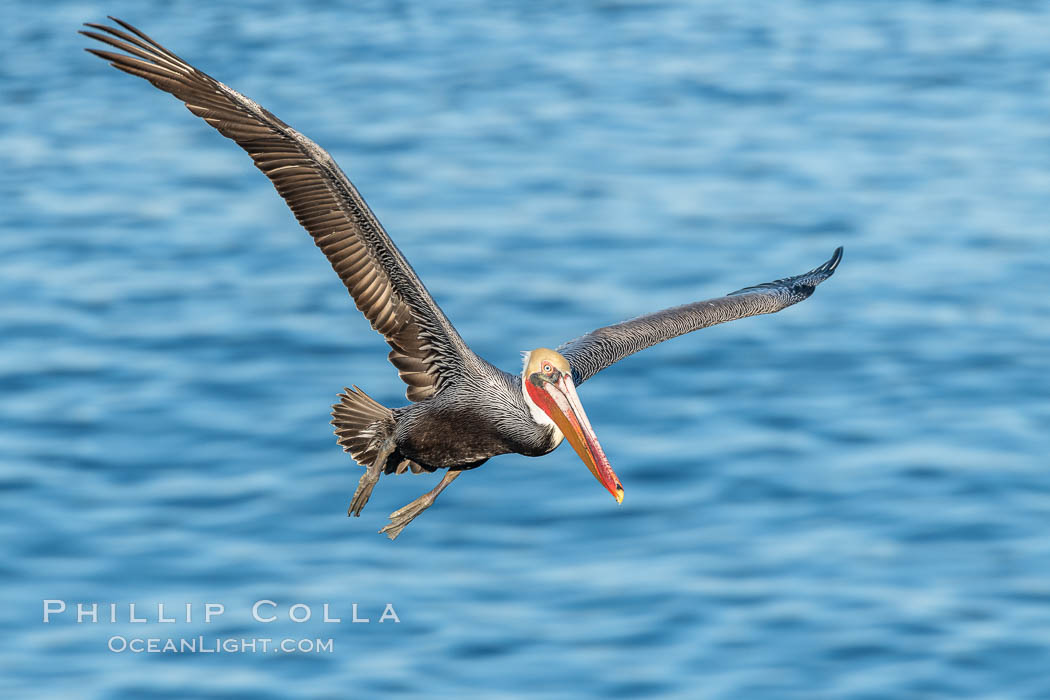 California Brown Pelican In Flight, La Jolla California., Pelecanus occidentalis, Pelecanus occidentalis californicus, natural history stock photograph, photo id 36625