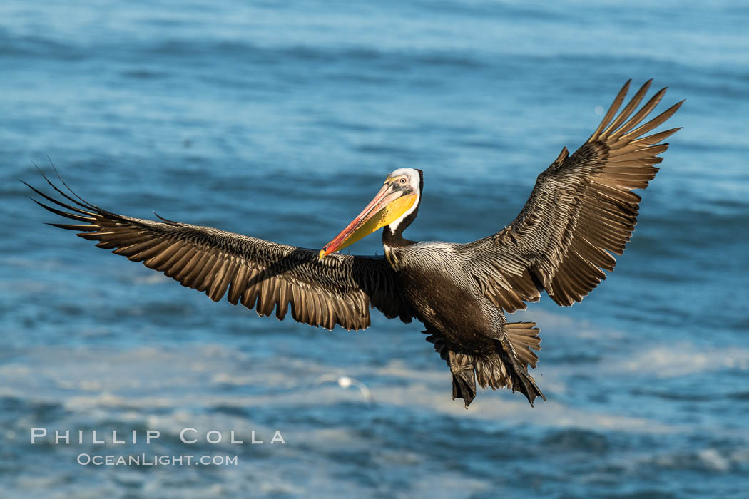 California brown pelican in flight, spreading wings wide to slow in anticipation of landing on seacliffs. La Jolla, USA, Pelecanus occidentalis, Pelecanus occidentalis californicus, natural history stock photograph, photo id 36693