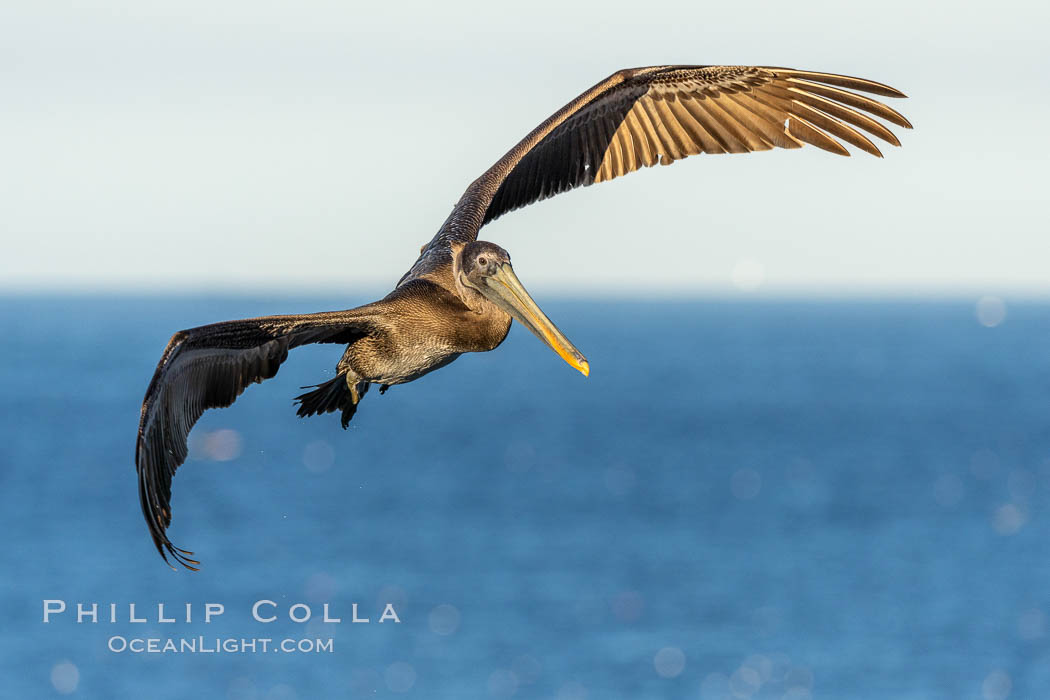 California brown pelican in flight, spreading wings wide to slow in anticipation of landing on seacliffs., Pelecanus occidentalis, Pelecanus occidentalis californicus, natural history stock photograph, photo id 37409