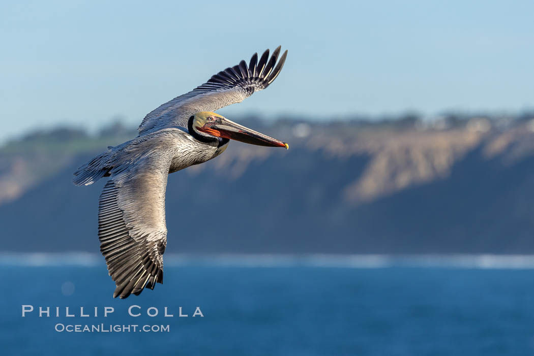 California Brown pelican in flight, soaring along sea cliffs above the ocean in La Jolla, California. The wingspan of the brown pelican is over 7 feet wide. The California race of the brown pelican holds endangered species status., Pelecanus occidentalis, Pelecanus occidentalis californicus, natural history stock photograph, photo id 37425