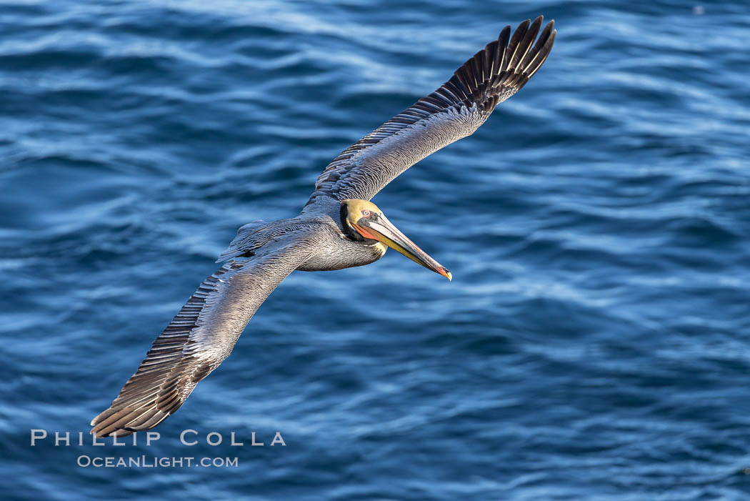 California Brown pelican in flight, soaring along sea cliffs above the ocean in La Jolla, California, Pelecanus occidentalis, Pelecanus occidentalis californicus