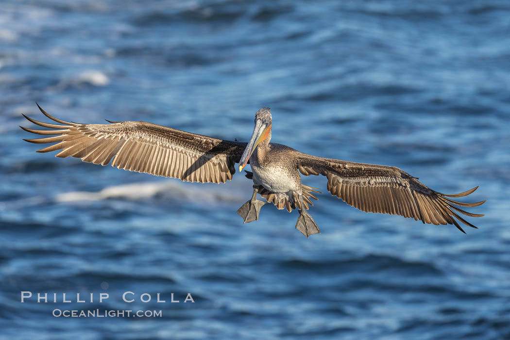 California brown pelican in flight, spreading wings wide to slow in anticipation of landing on seacliffs. La Jolla, USA, natural history stock photograph, photo id 37841