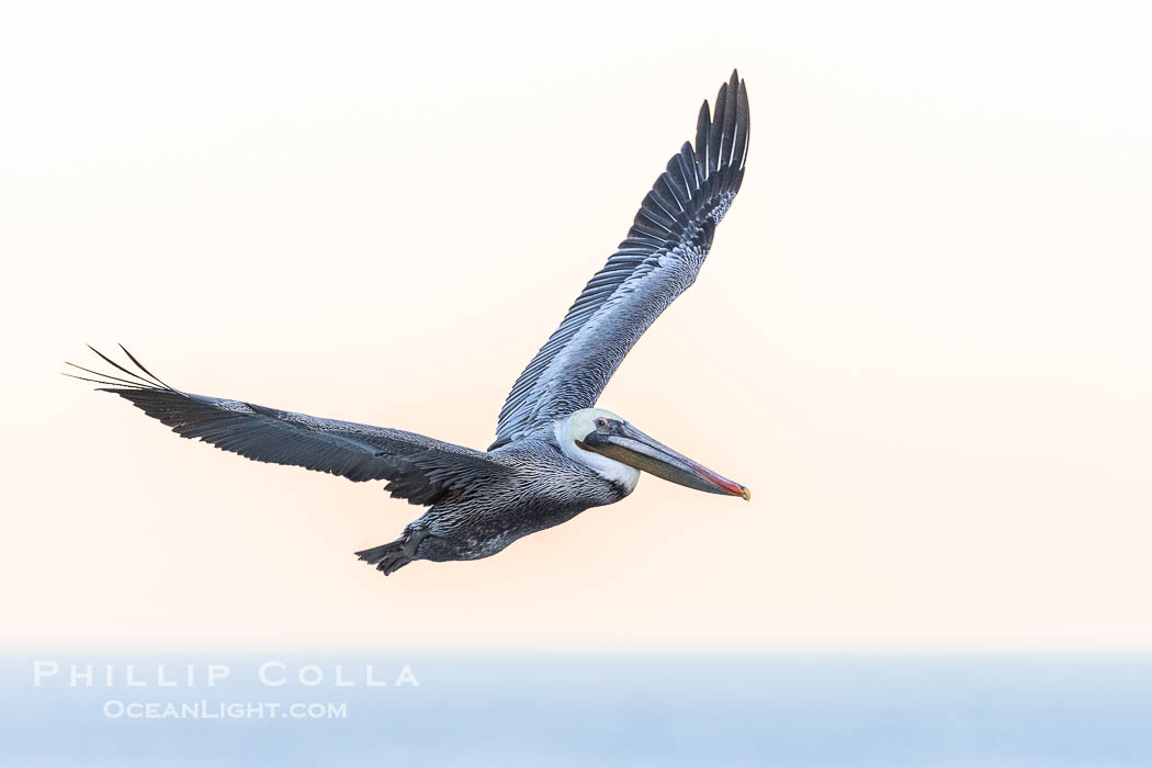 California brown pelican in flight in soft pre-dawn light, adult winter non-breeding plumage, Pelecanus occidentalis, Pelecanus occidentalis californicus, La Jolla