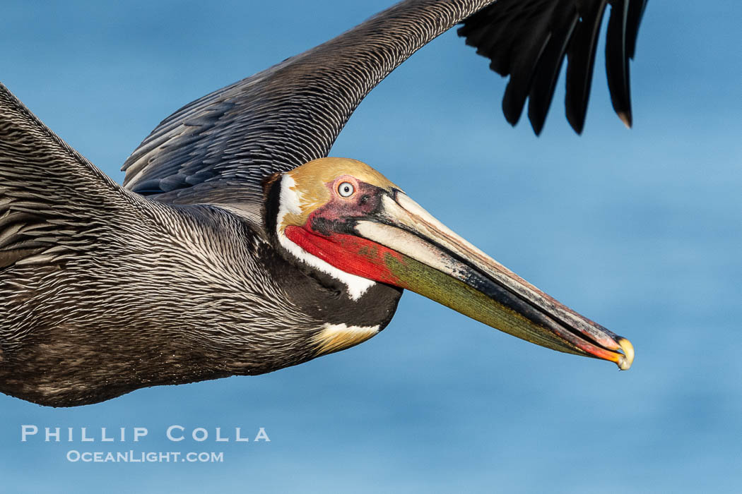 Portrait of a California Brown Pelican In Flight, colorful adult winter breeding plumage, La Jolla California. USA, natural history stock photograph, photo id 40091