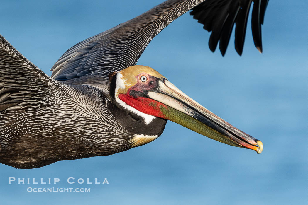 Portrait of a California Brown Pelican In Flight, colorful adult winter breeding plumage, La Jolla California., Pelecanus occidentalis, natural history stock photograph, photo id 40091