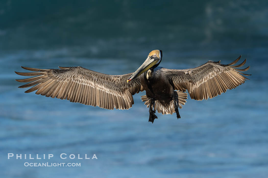 California brown pelican in flight with wings spread wide in front of a large wave. La Jolla, USA, Pelecanus occidentalis californicus, Pelecanus occidentalis, natural history stock photograph, photo id 40119