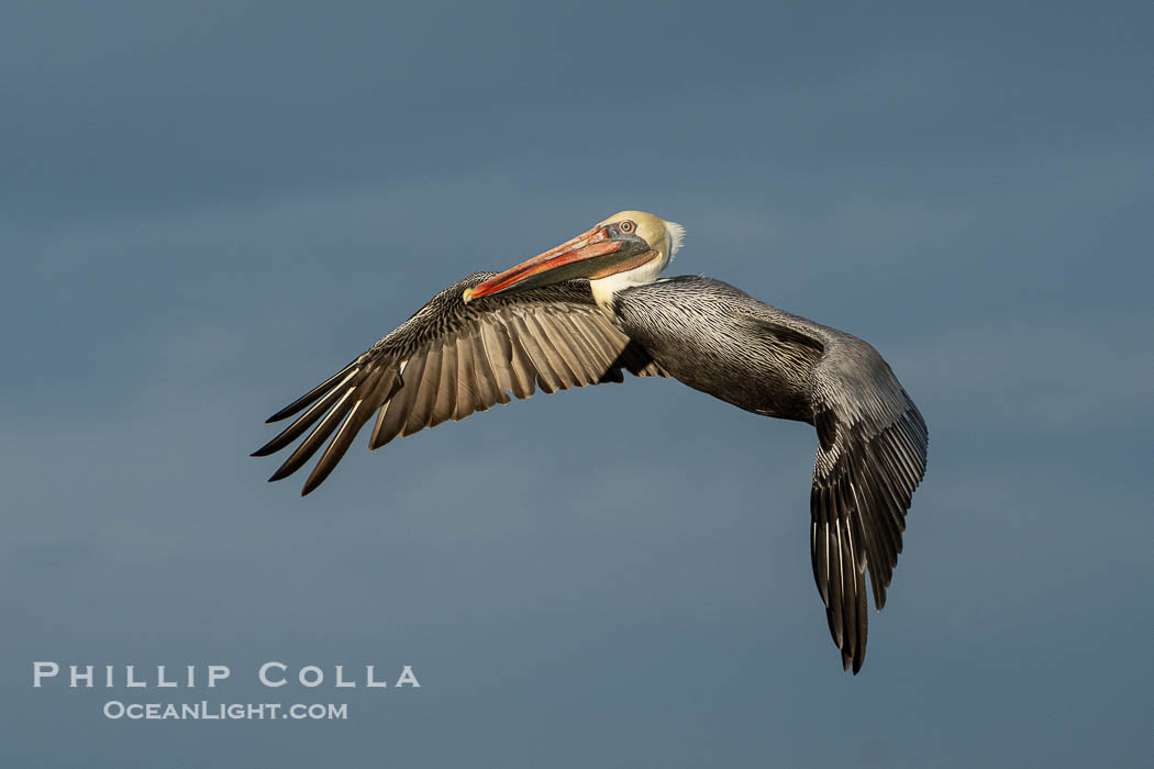 California Brown Pelican Flying In Front of Gray Storm Clouds, adult winter non-breeding plumage., Pelecanus occidentalis, Pelecanus occidentalis californicus, natural history stock photograph, photo id 39825