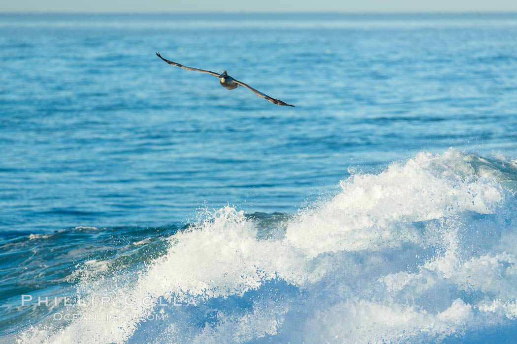 California Brown Pelican flying over a breaking wave. La Jolla, USA, natural history stock photograph, photo id 30350