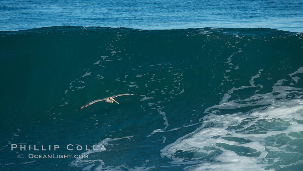 California Brown Pelican flying over a breaking wave. La Jolla, USA, natural history stock photograph, photo id 30362