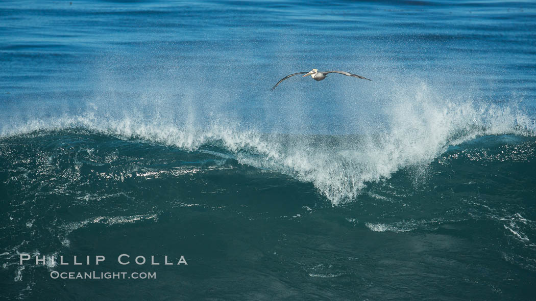 California Brown Pelican flying over a breaking wave. La Jolla, USA, natural history stock photograph, photo id 30370