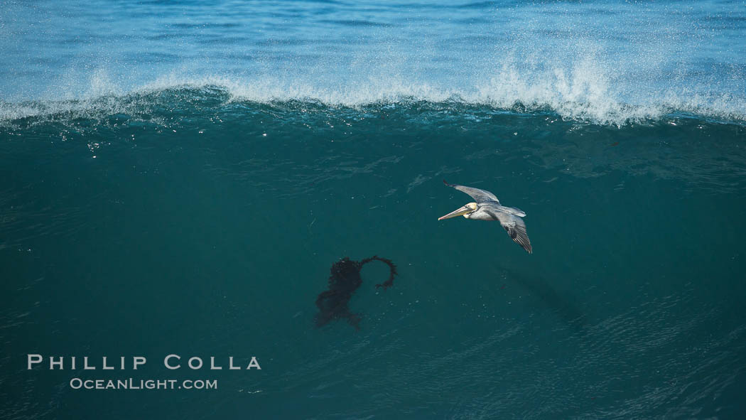 California Brown Pelican flying over a breaking wave. La Jolla, USA, Pelecanus occidentalis, Pelecanus occidentalis californicus, natural history stock photograph, photo id 30374