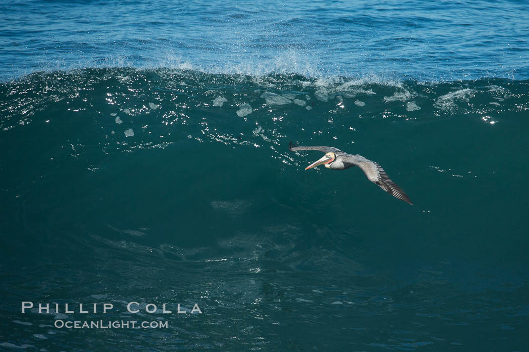 California Brown Pelican flying over a breaking wave. La Jolla, USA, Pelecanus occidentalis, Pelecanus occidentalis californicus, natural history stock photograph, photo id 30382