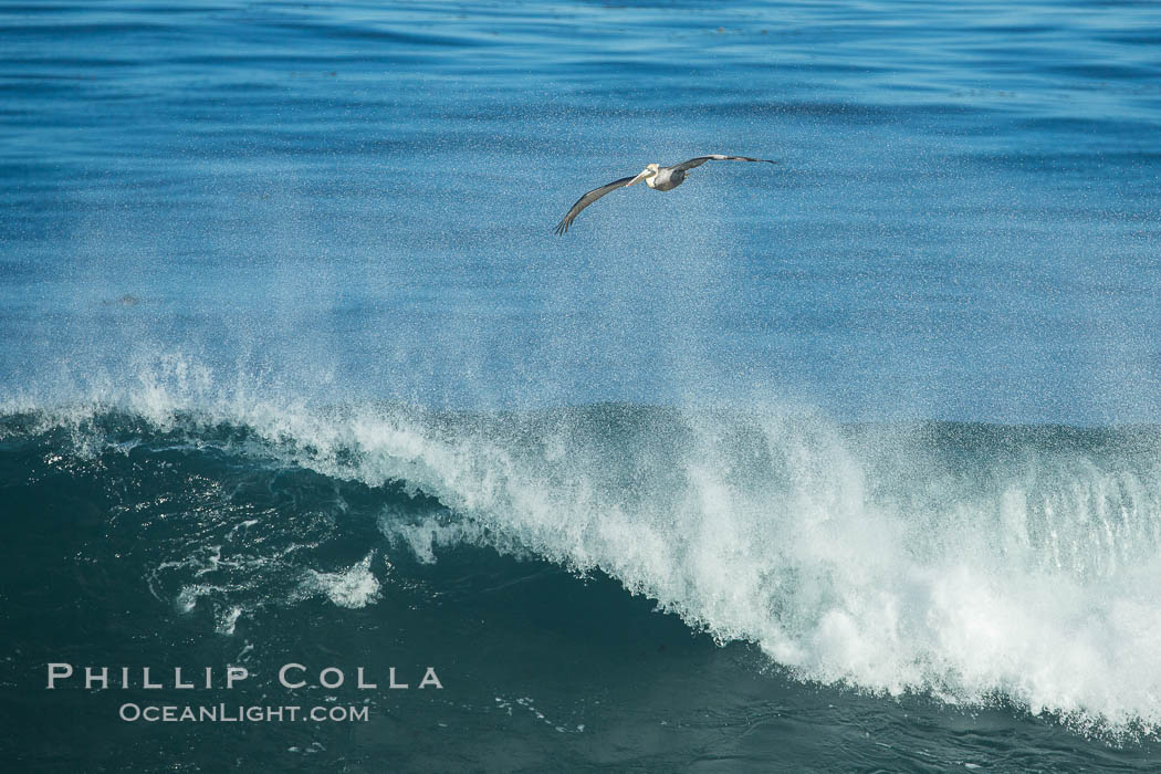 California Brown Pelican flying over a breaking wave. La Jolla, USA, natural history stock photograph, photo id 30372