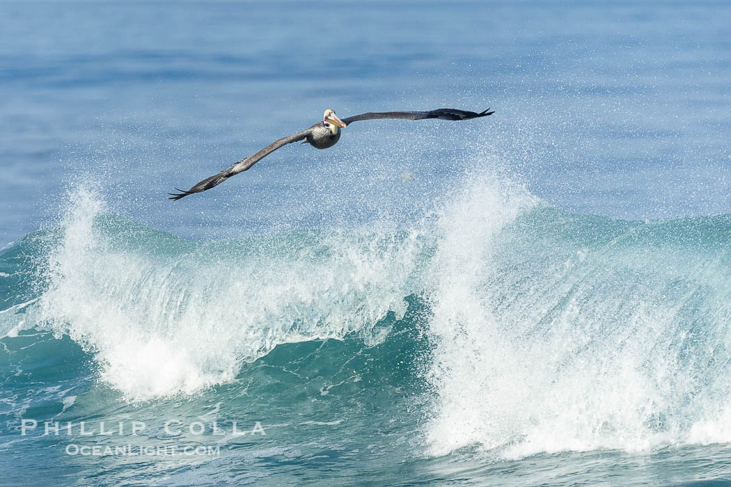 California Brown Pelican flying over a breaking wave. La Jolla, USA, Pelecanus occidentalis, Pelecanus occidentalis californicus, natural history stock photograph, photo id 38648