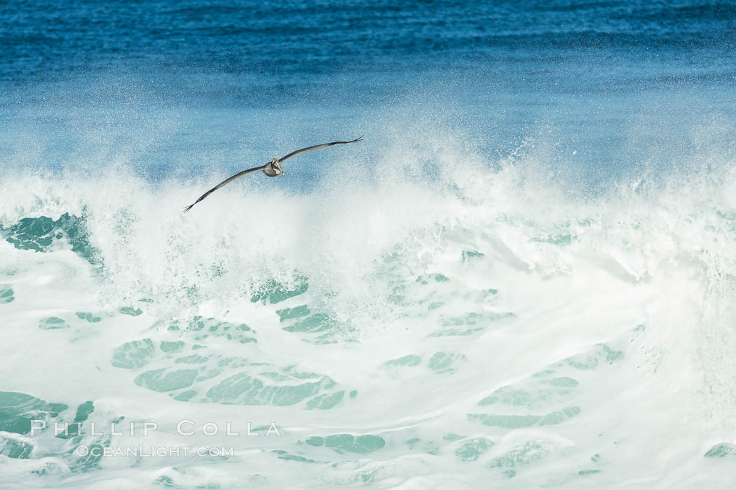 California Brown Pelican flying over a breaking wave. La Jolla, USA, natural history stock photograph, photo id 30363