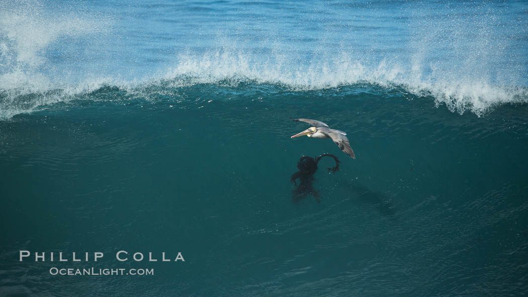 California Brown Pelican flying over a breaking wave. La Jolla, USA, natural history stock photograph, photo id 30375