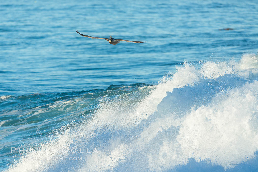 California Brown Pelican flying over a breaking wave. La Jolla, USA, Pelecanus occidentalis, Pelecanus occidentalis californicus, natural history stock photograph, photo id 30349