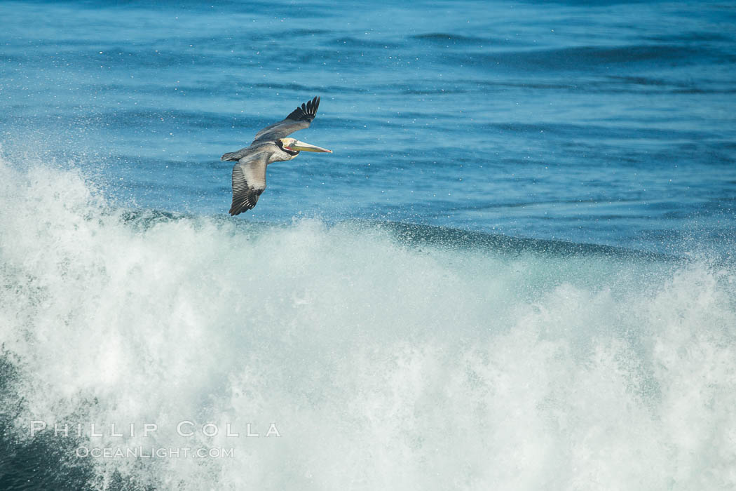 California Brown Pelican flying over a breaking wave. La Jolla, USA, Pelecanus occidentalis, Pelecanus occidentalis californicus, natural history stock photograph, photo id 30357